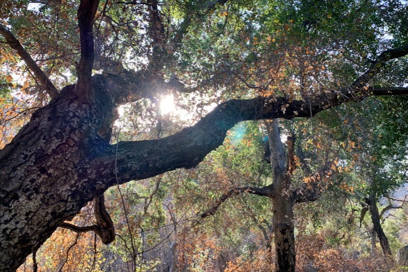 colecanyonliveoak Support Public Lands